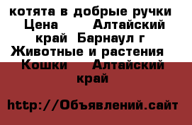 котята в добрые ручки › Цена ­ 1 - Алтайский край, Барнаул г. Животные и растения » Кошки   . Алтайский край